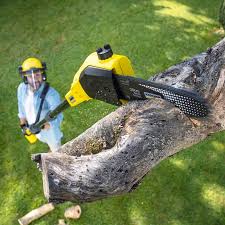 Best Stump Grinding and Removal  in Osborne, KS